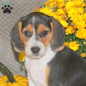 Lila, Beagle Puppy