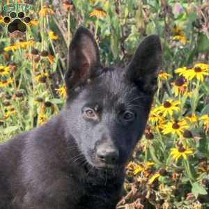 Lila, German Shepherd Puppy