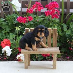 Lila, Cavalier King Charles Spaniel Puppy