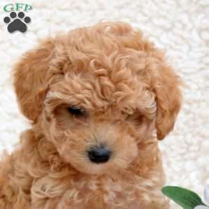 Lila, Toy Poodle Puppy