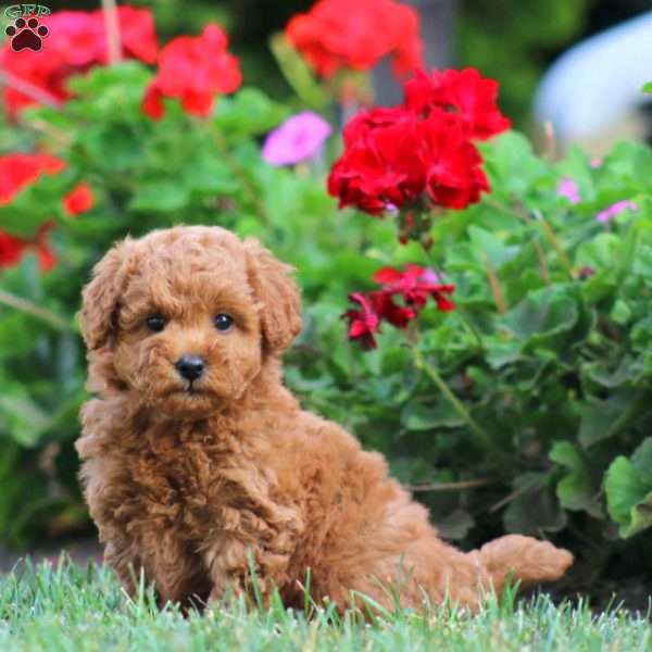 Lila, Mini Goldendoodle Puppy