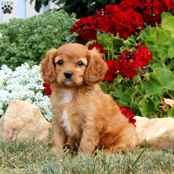 Lila, Cavapoo Puppy