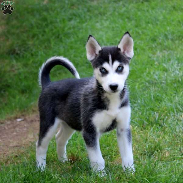 Lila, Siberian Husky Puppy