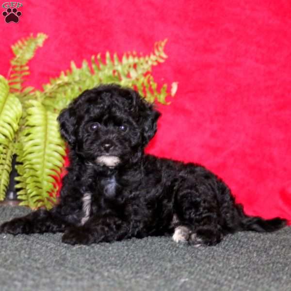 Lila, Miniature Poodle Puppy
