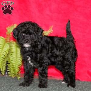 Lila, Miniature Poodle Puppy