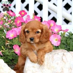 Lila, Cavapoo Puppy