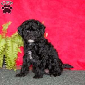 Lila, Miniature Poodle Puppy