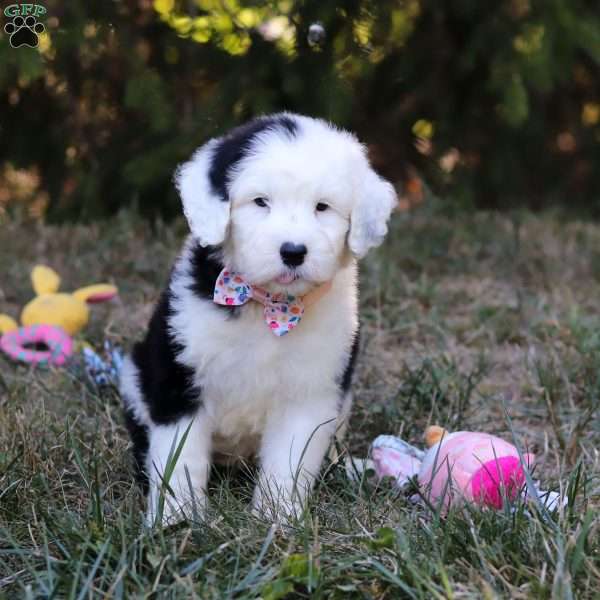 Lila, Sheepadoodle Puppy