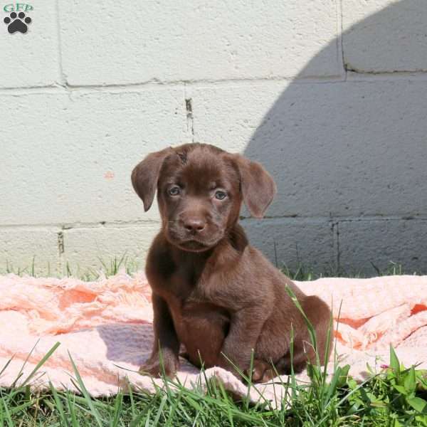 Lilac, Chocolate Labrador Retriever Puppy