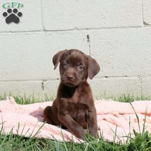 Lilac, Chocolate Labrador Retriever Puppy