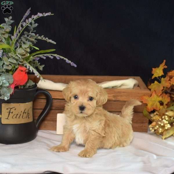 Lilo, Maltipoo Puppy