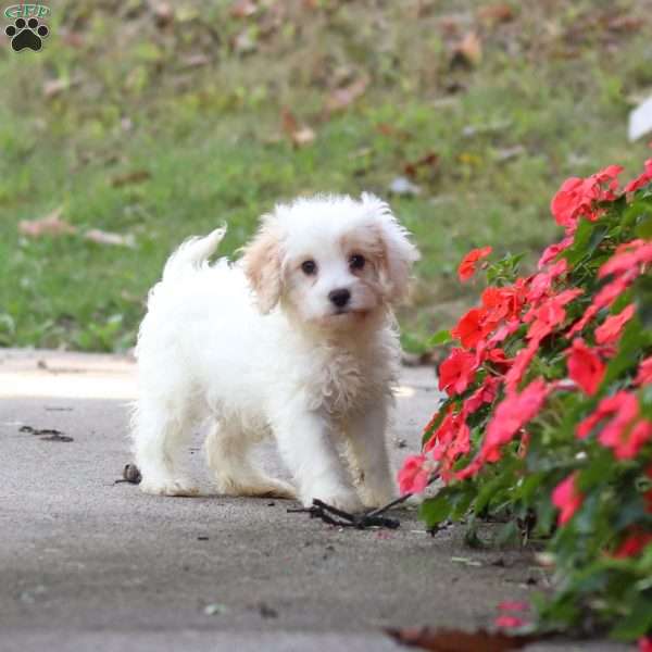 Lily, Cavapoo Puppy