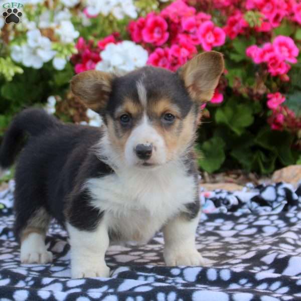 Lily, Pembroke Welsh Corgi Puppy
