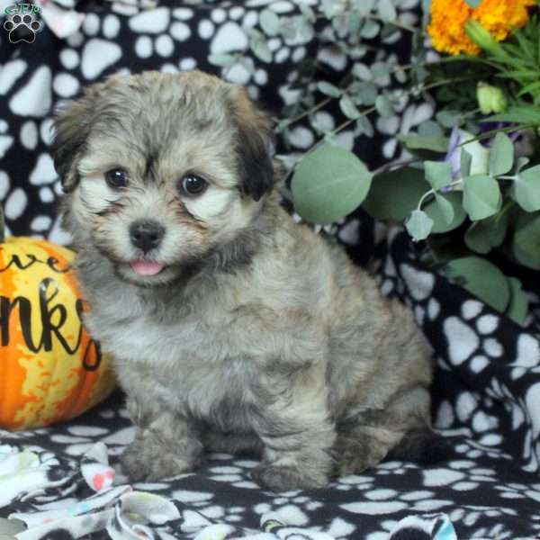 Lily, Havanese Puppy