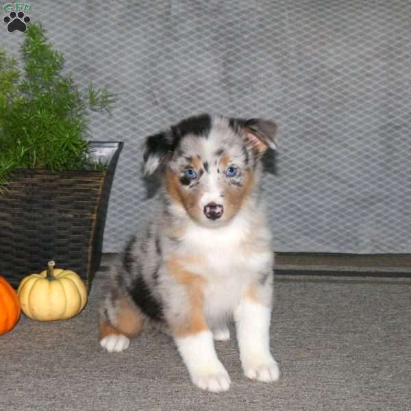 Lily, Australian Shepherd Puppy