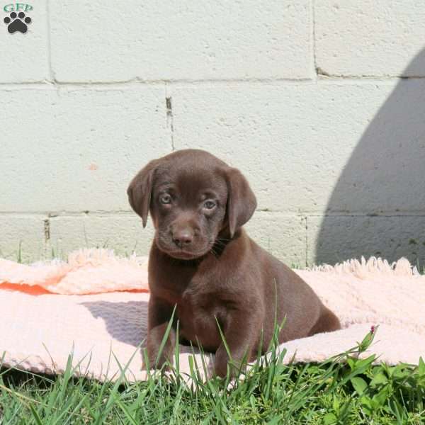Lily, Chocolate Labrador Retriever Puppy