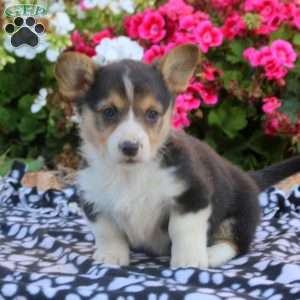 Lily, Pembroke Welsh Corgi Puppy