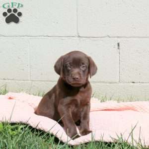 Lily, Chocolate Labrador Retriever Puppy
