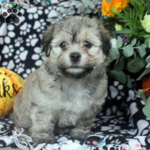 Lily, Havanese Puppy