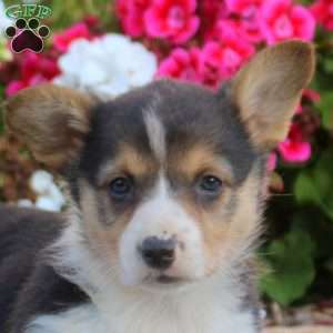 Lily, Pembroke Welsh Corgi Puppy