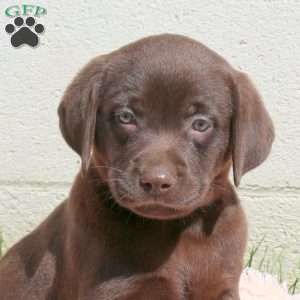 Lily, Chocolate Labrador Retriever Puppy