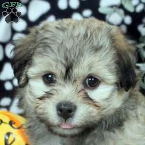 Lily, Havanese Puppy