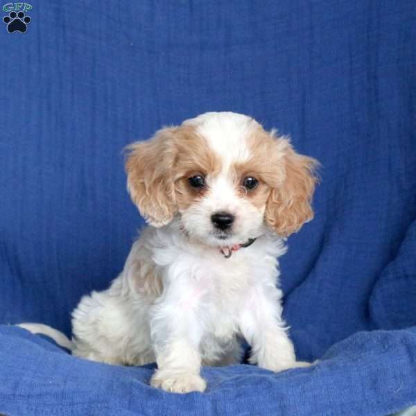 Lincoln, Cavapoo Puppy