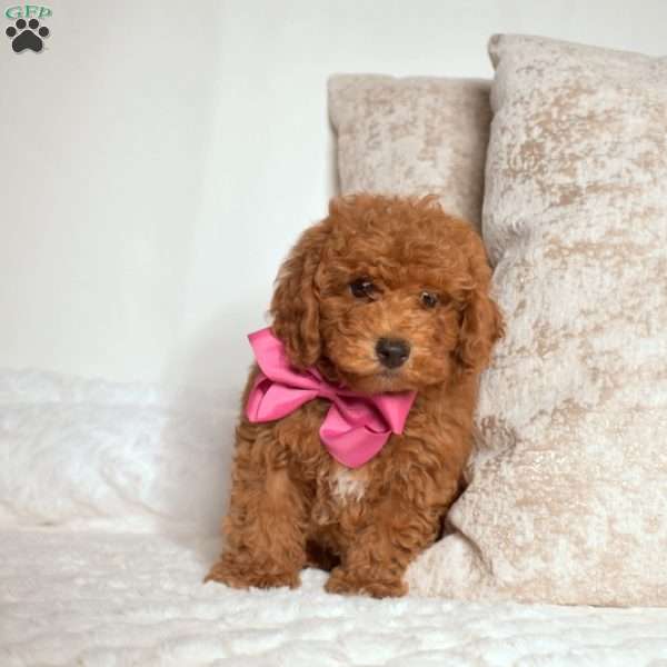 Lincoln, Miniature Poodle Puppy