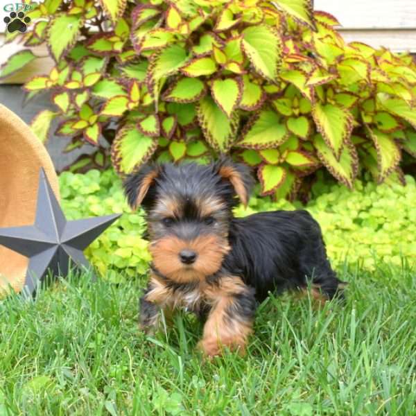 Lincoln, Yorkie Puppy