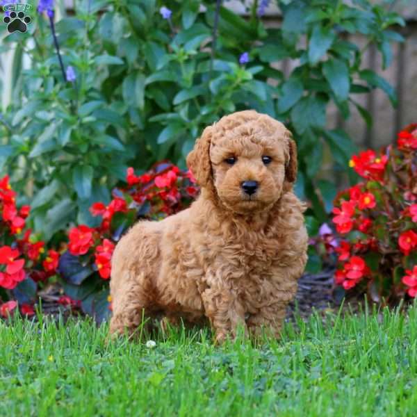 Lindon, Mini Goldendoodle Puppy