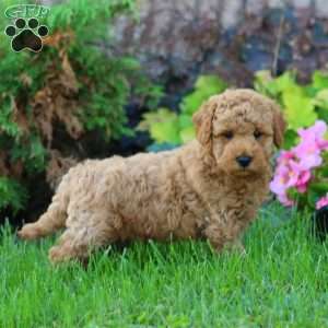 Lindon, Mini Goldendoodle Puppy