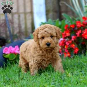 Lindon, Mini Goldendoodle Puppy