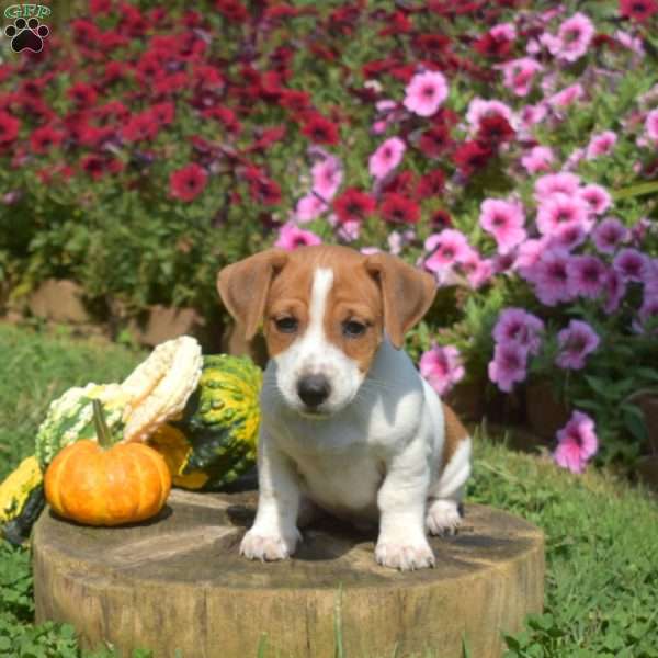 Link, Jack Russell Terrier Puppy