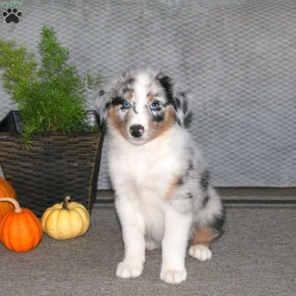 Link, Australian Shepherd Puppy