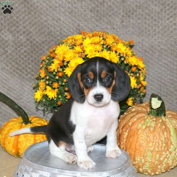 Link, Beagle Puppy