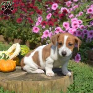 Link, Jack Russell Terrier Puppy