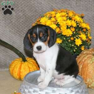 Link, Beagle Puppy