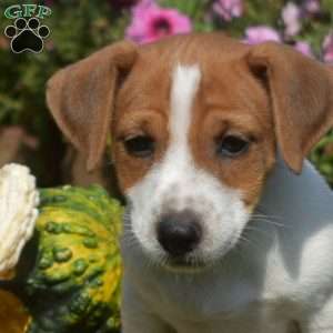 Link, Jack Russell Terrier Puppy