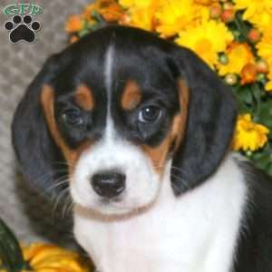 Link, Beagle Puppy