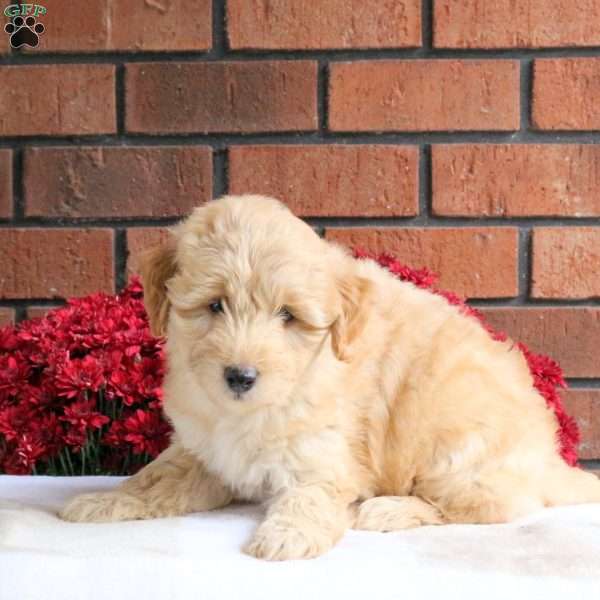 Linus, Miniature Poodle Mix Puppy