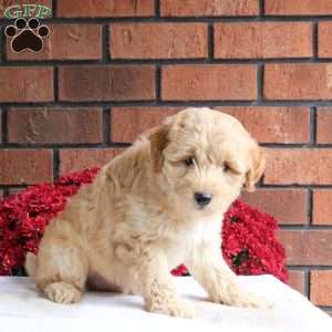 Linus, Miniature Poodle Mix Puppy