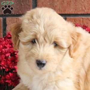 Linus, Miniature Poodle Mix Puppy