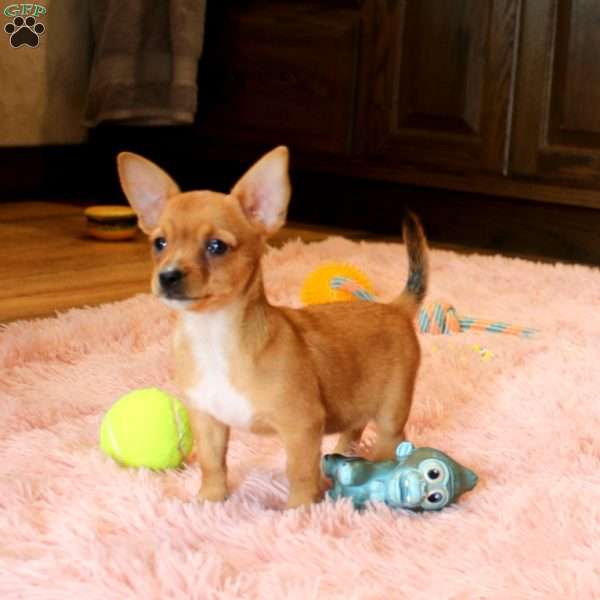 Lisa, Chorkie Puppy