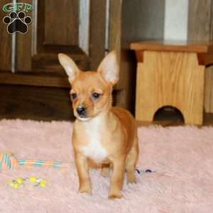 Lisa, Chorkie Puppy