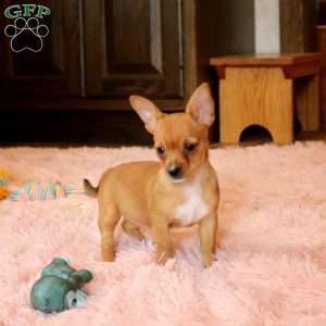 Lisa, Chorkie Puppy