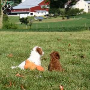 Dash, Mini Labradoodle Puppy