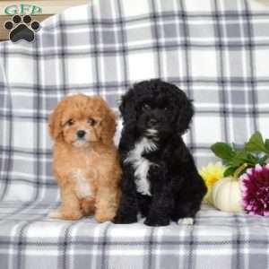 Ellie, Cavapoo Puppy