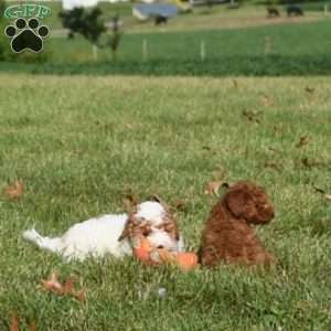 Dash, Mini Labradoodle Puppy