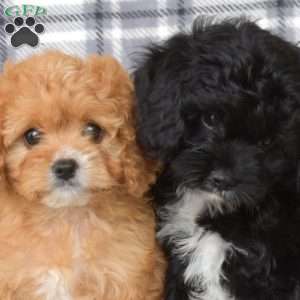 Ellie, Cavapoo Puppy