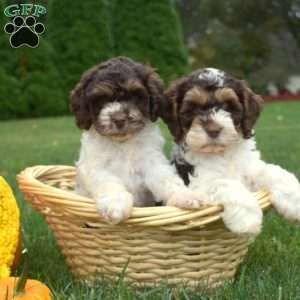 Pumpkin, Cockapoo Puppy